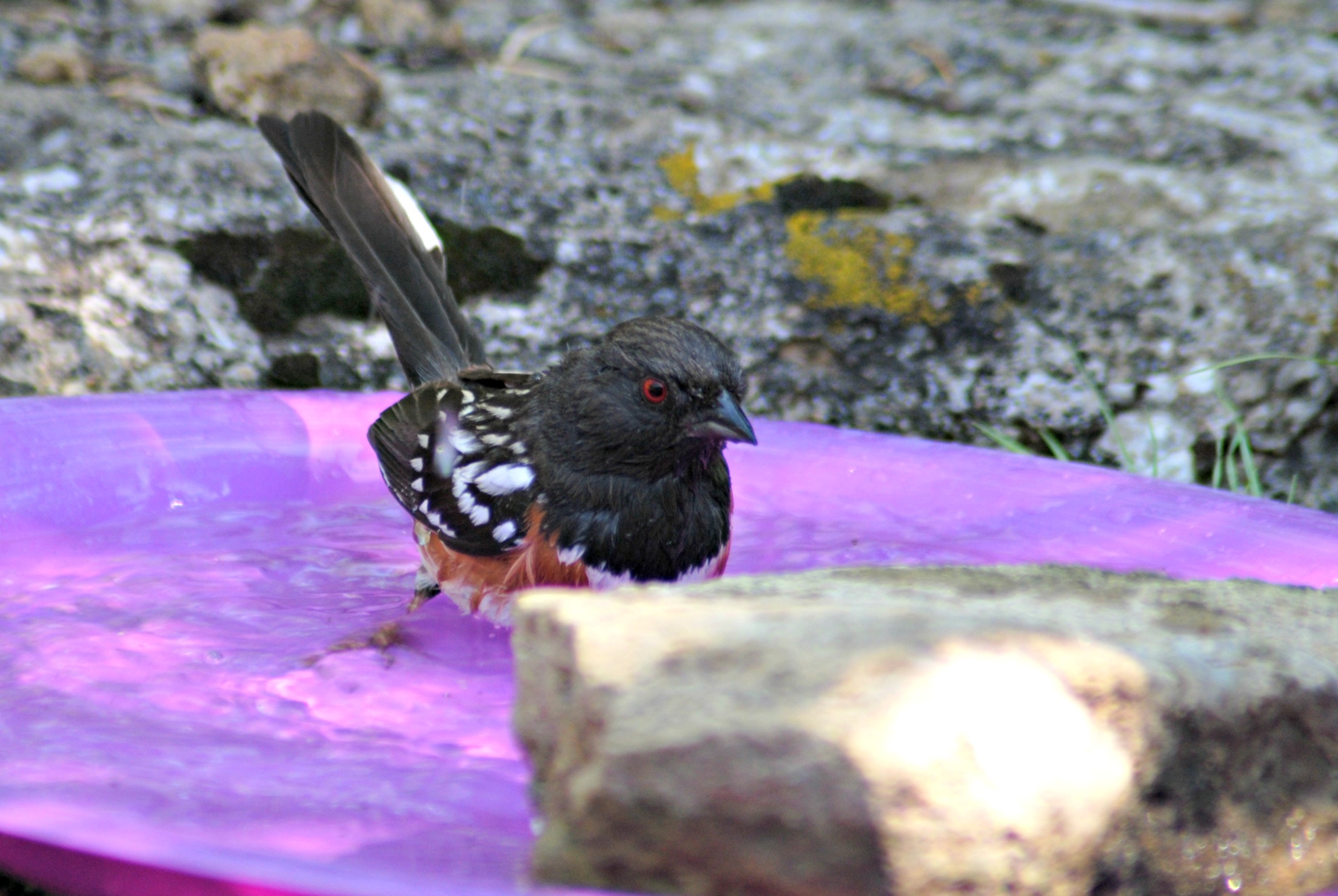 Spotted Towhee Bath 1