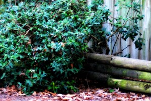 Messy Yard 2
