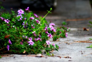 Messy Yard 3